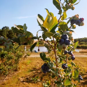 Borůvkový keř ve slunečném dni na farmě. Na keři je směs ještě nezralých, zelených borůvek a již zralých borůvek v modrofialové barvě. Na pozadí modrá obloha bez mraků, zalitá sluncem, pod oblohou pole a rybník, ze kterého jsou borůvkové keře zavlažovány.