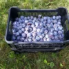 10 kg ŠVESTKY z českého rodinného bio sadu; 1 jakost - Image 5